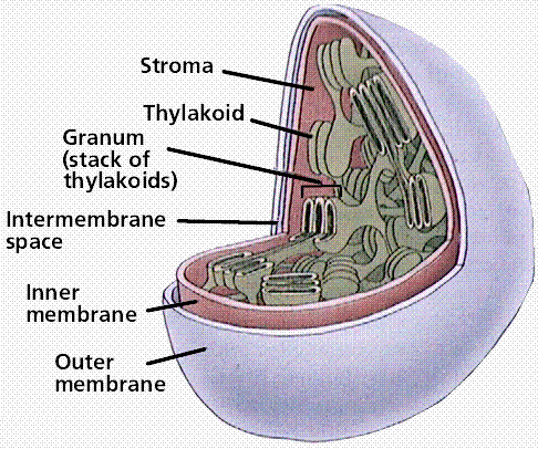 http://www.mit.edu:8001/afs/athena/course/other/esgbio/www/ps/intro.html#chloroplast